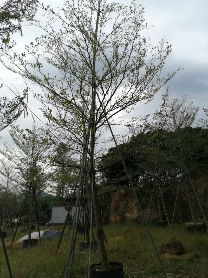 小叶榄仁福建省漳州市供应绿庭院设计，小叶榄仁大小规格袋苗