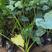 福建省漳州市供应绿庭院设计，海芋，滴水观音大小规格袋苗