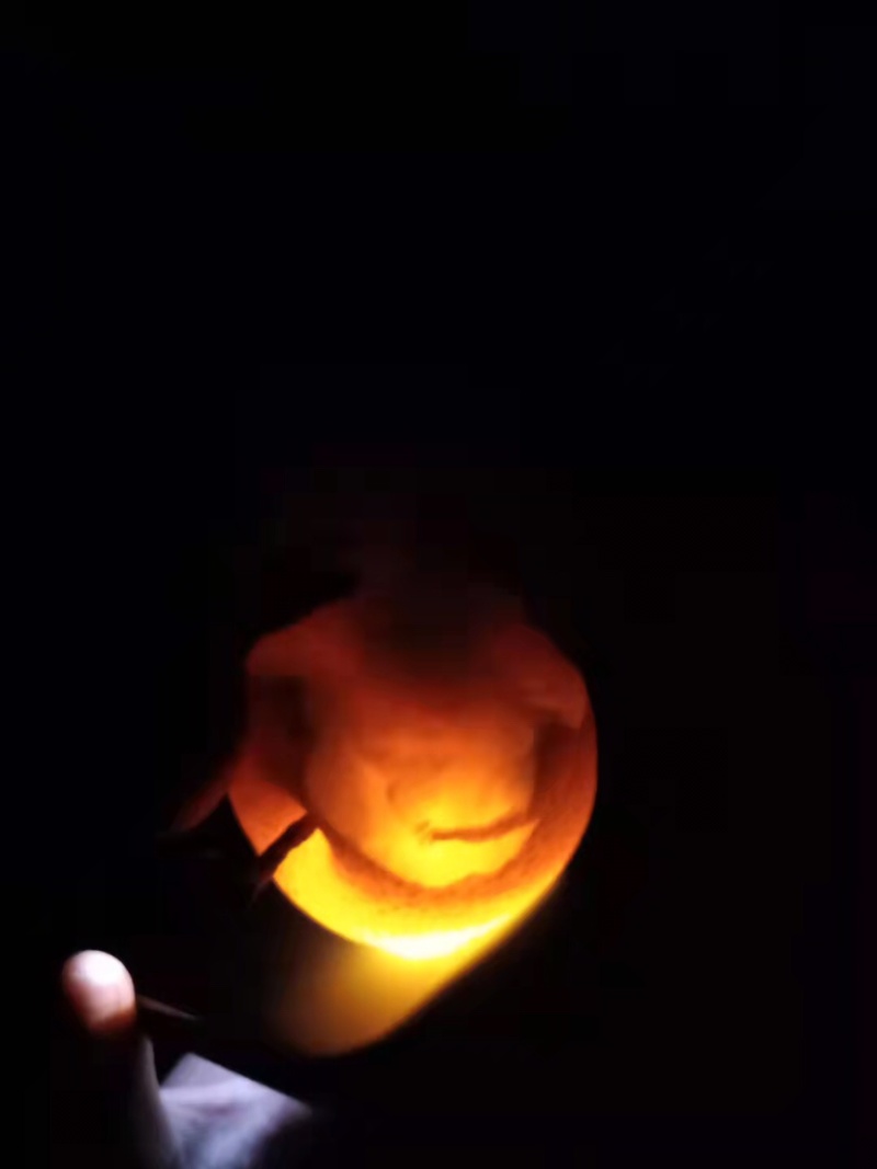 秋月梨
