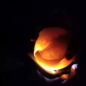 秋月梨