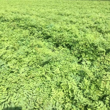 刺嫩芽苗东北基地批发，成活率高，产地大量批发