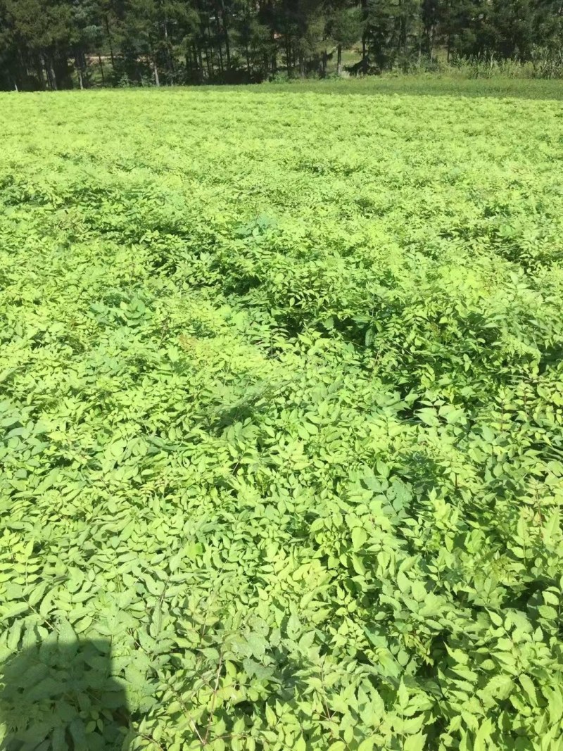 刺嫩芽苗东北基地批发，成活率高，产地大量批发