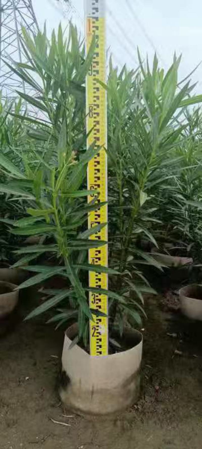 福建省漳州市供应绿庭院设计，夹竹桃大小规格袋苗