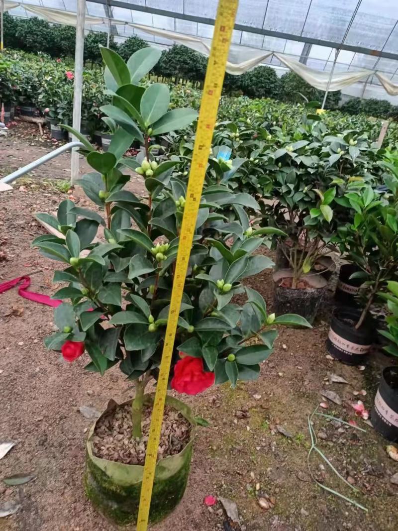茶花福建漳州茶花苗绿化庭院设计基地直供大小规格袋苗