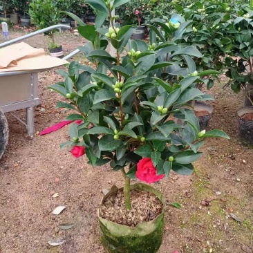茶花福建漳州茶花苗绿化庭院设计基地直供大小规格袋苗