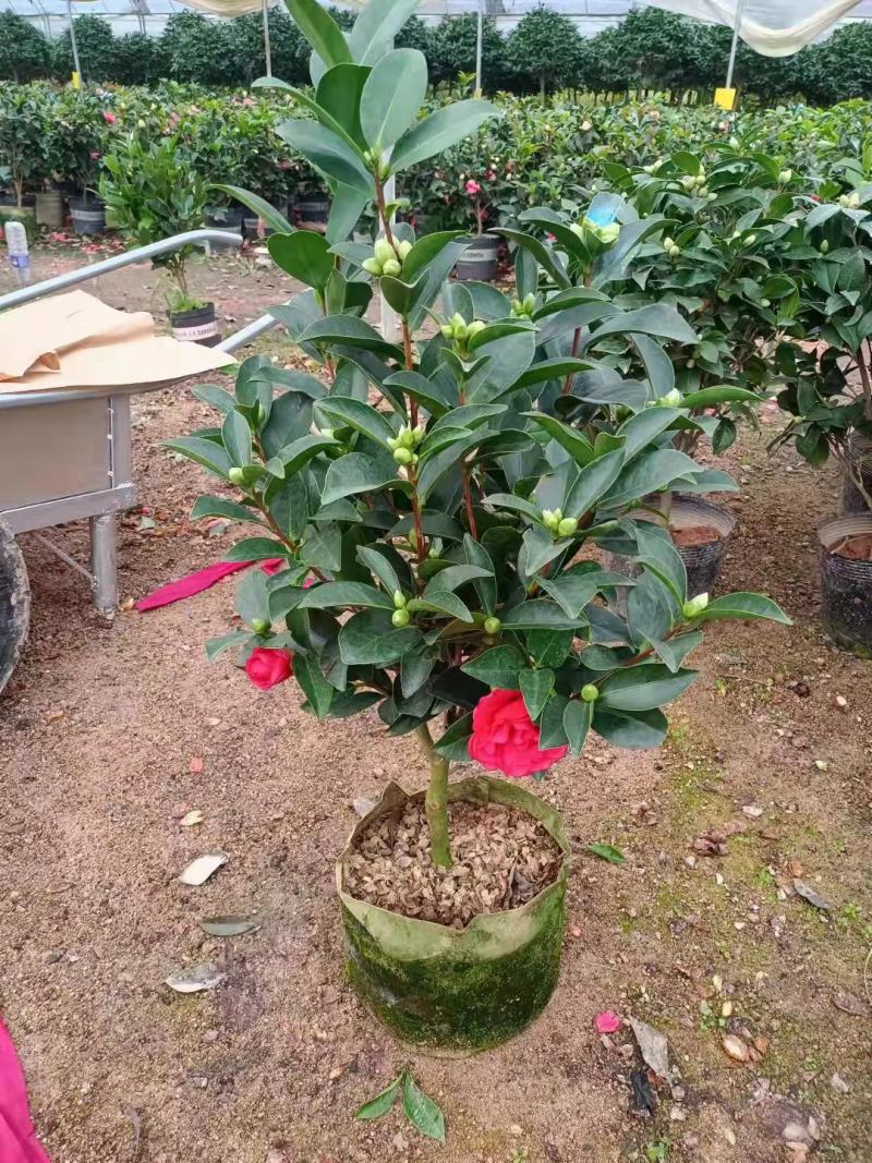 茶花福建漳州茶花苗绿化庭院设计基地直供大小规格袋苗