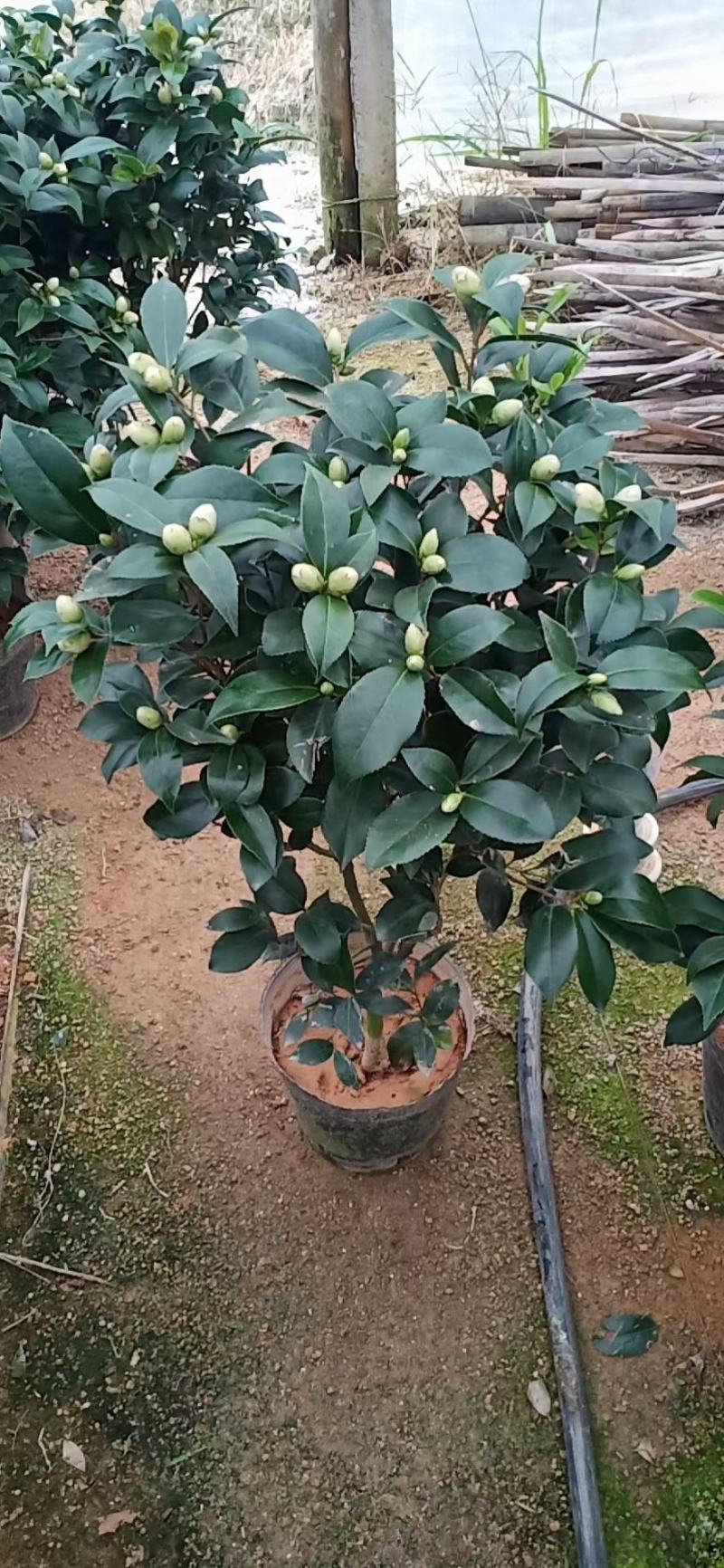 茶花福建漳州茶花苗绿化庭院设计基地直供大小规格袋苗