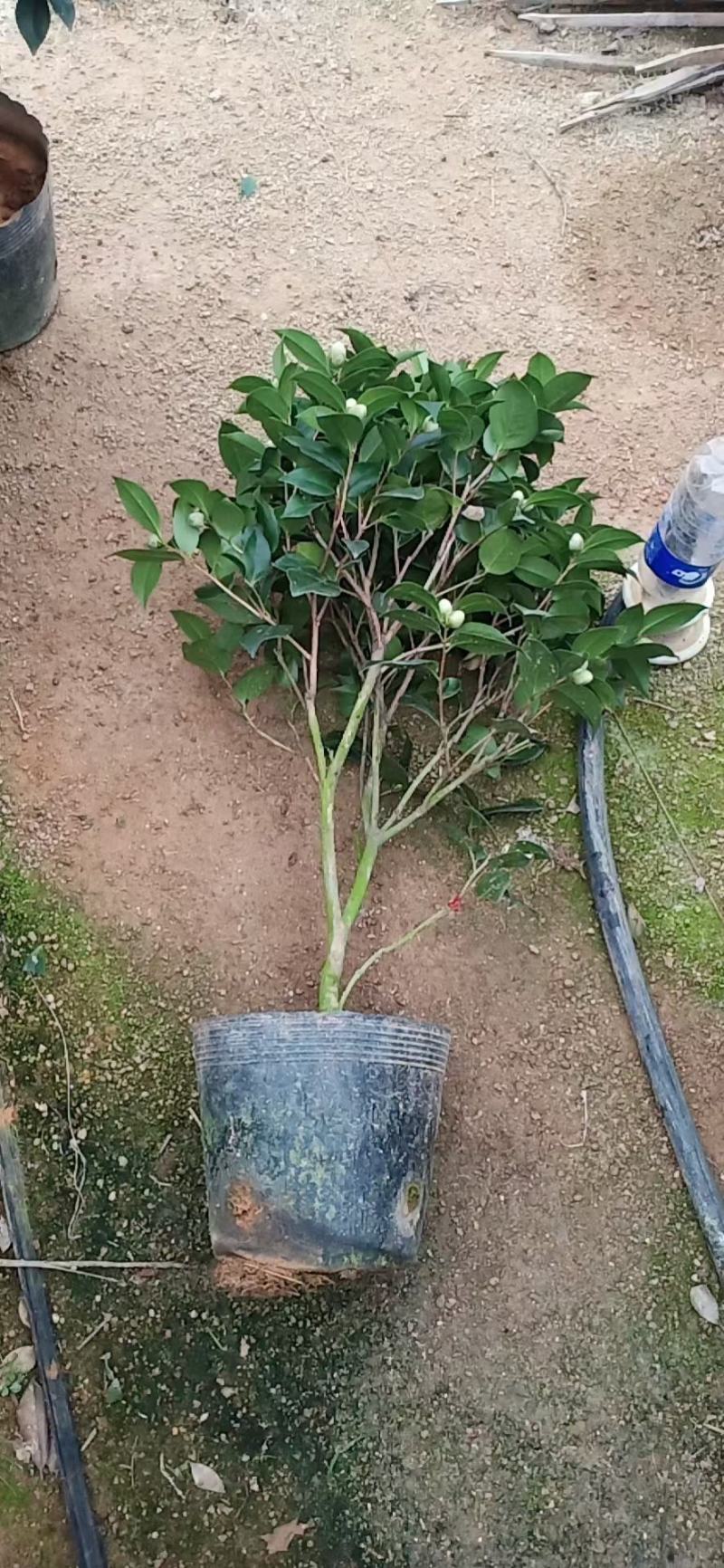 茶花福建漳州茶花苗绿化庭院设计基地直供大小规格袋苗