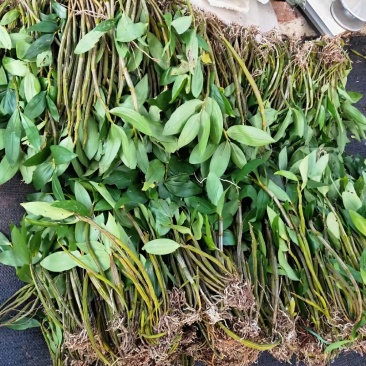 球花石斛翅梗石斛鼓锤石斛长苏石斛等多品种