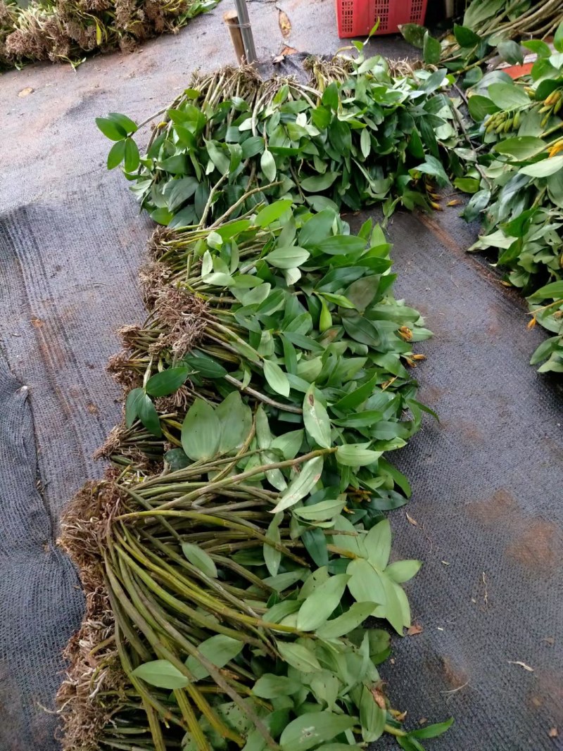 球花石斛翅梗石斛鼓锤石斛长苏石斛等多品种