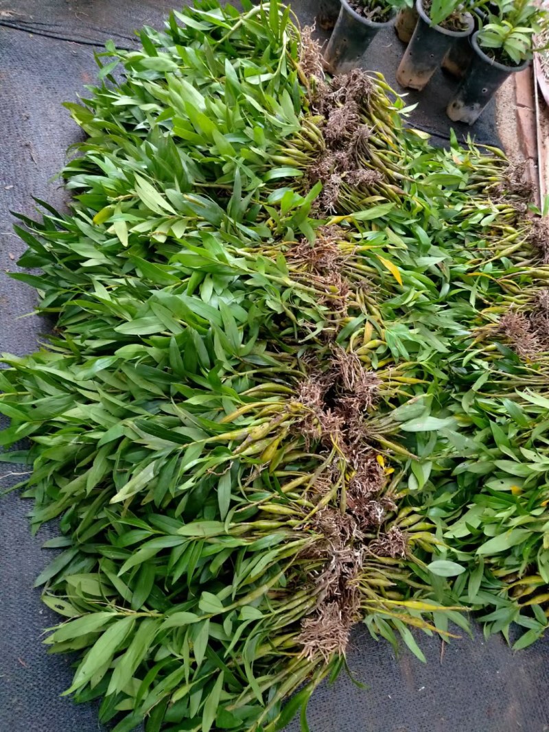 球花石斛翅梗石斛鼓锤石斛长苏石斛等多品种