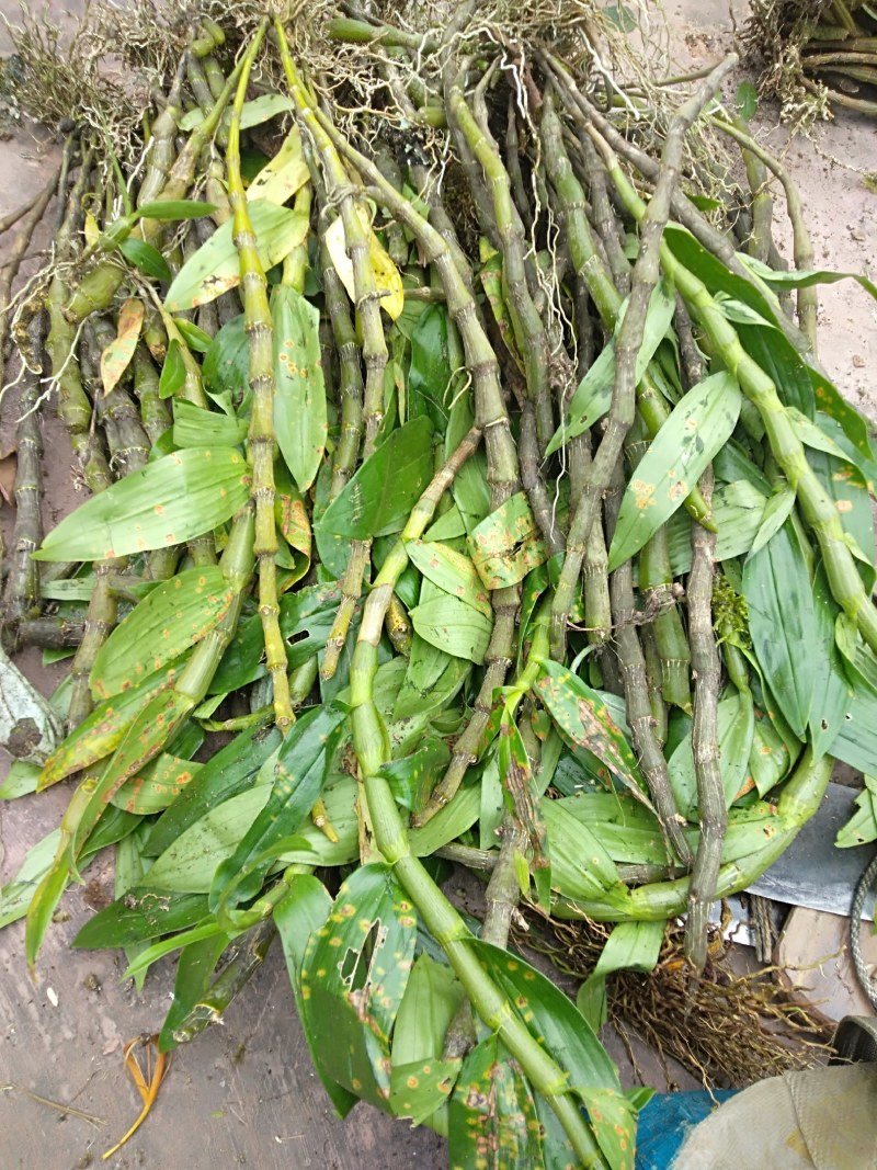 球花石斛翅梗石斛鼓锤石斛长苏石斛等多品种