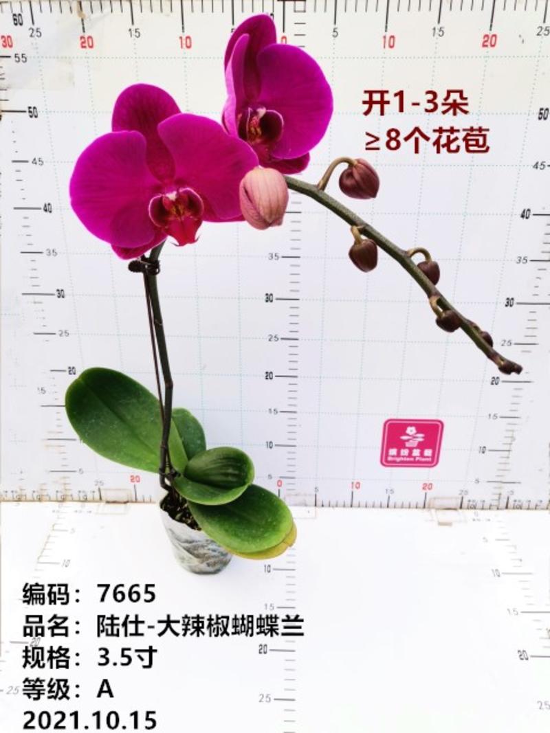 蝴蝶兰精品盆花生产基地直供3.5寸大辣椒安娜大财主