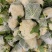 【菜花】精品有机花菜开封花菜小米粒量大从优