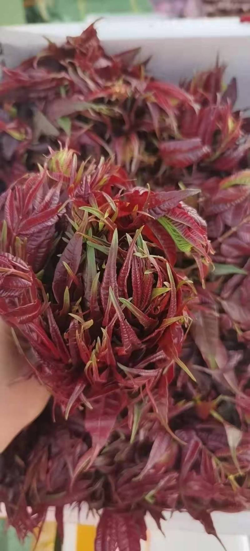 香椿芽