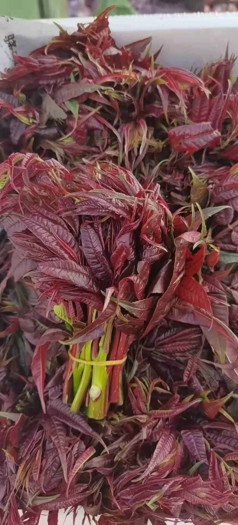 香椿芽