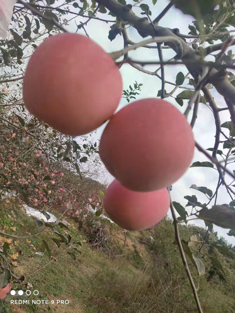 【精品】苹果红富士苹果产地直销保质保量欢迎选购