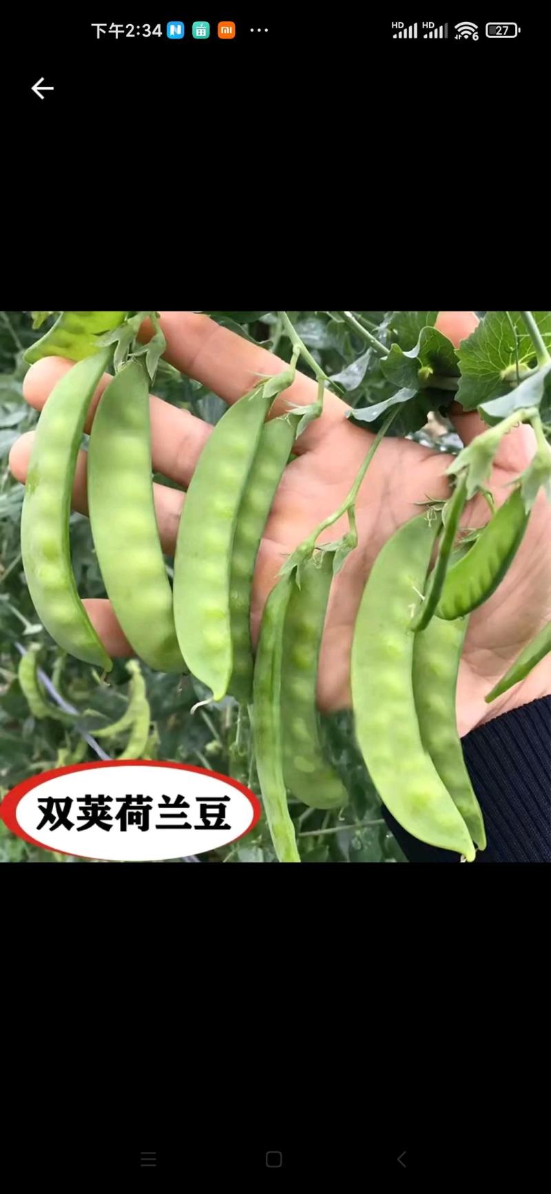 科兴大荚荷兰豆种子