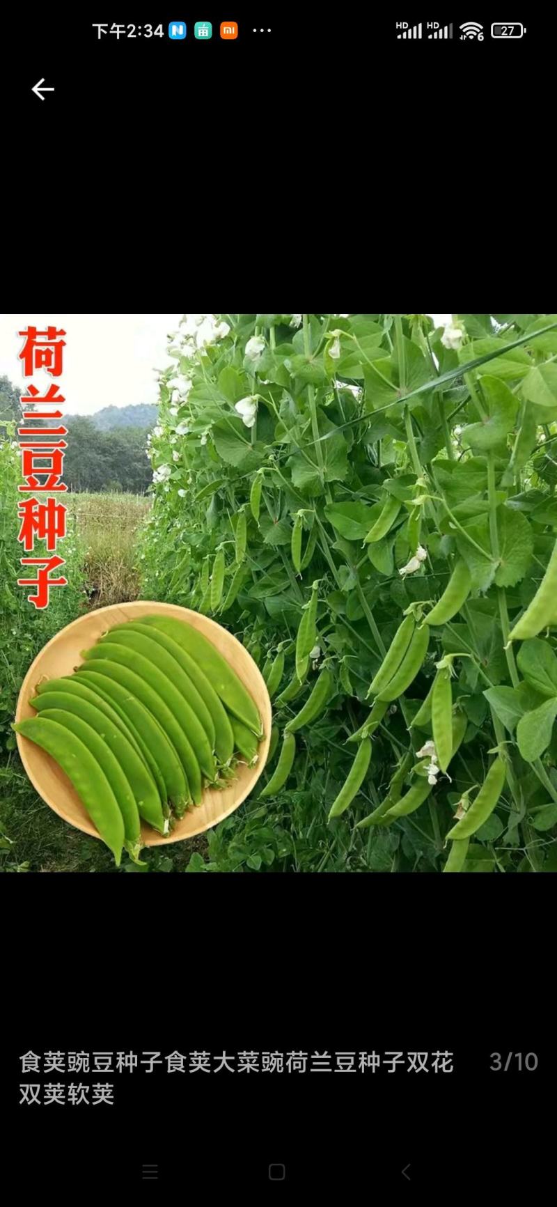 科兴大荚荷兰豆种子