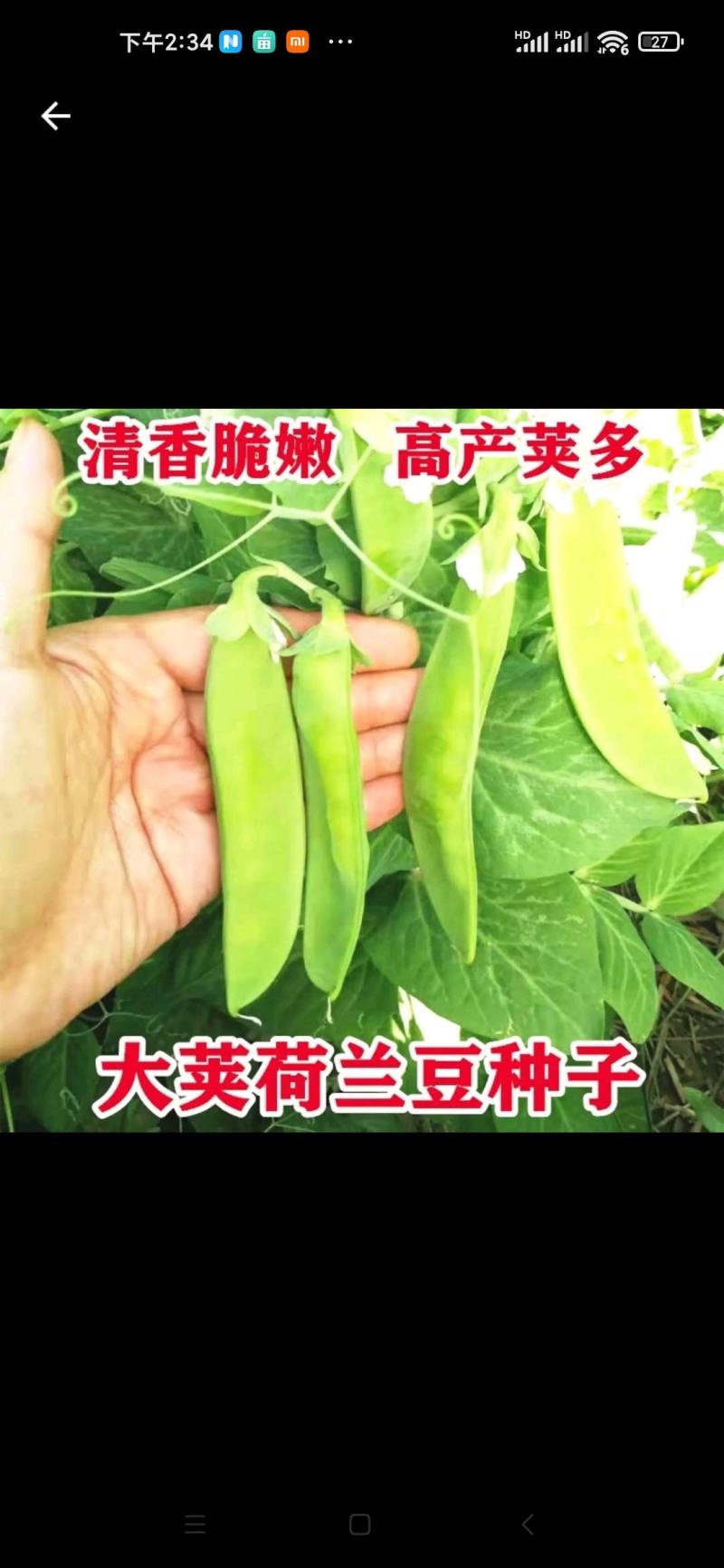 科兴大荚荷兰豆种子