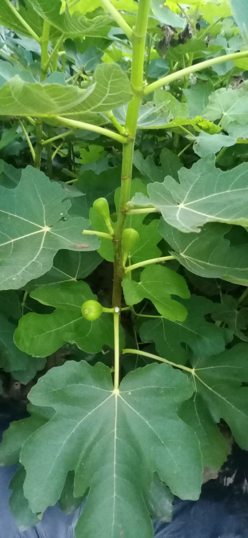 无花果苗，一手货源，品种纯正营养丰富，丰产性强，强力推荐