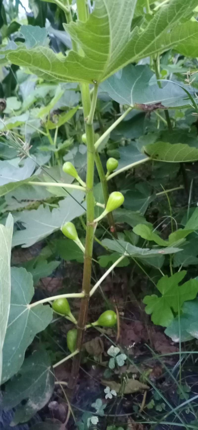 无花果苗，一手货源，品种纯正营养丰富，丰产性强，强力推荐