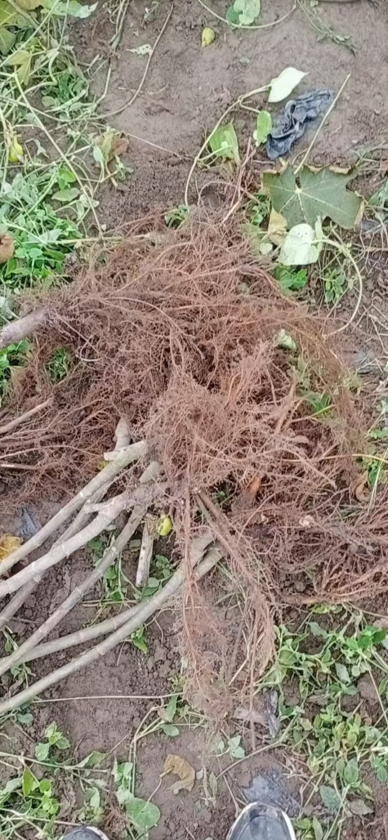 无花果苗，一手货源，品种纯正营养丰富，丰产性强，强力推荐