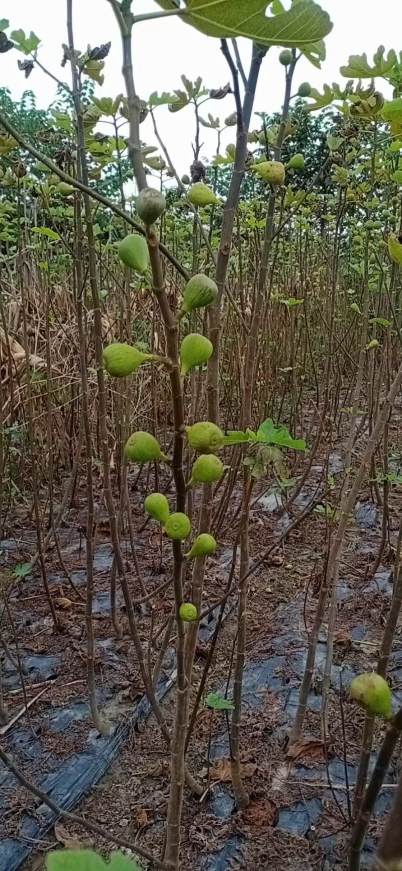 无花果苗，一手货源，品种纯正营养丰富，丰产性强，强力推荐