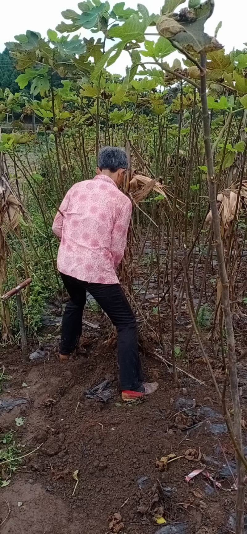 无花果苗，一手货源，品种纯正营养丰富，丰产性强，强力推荐