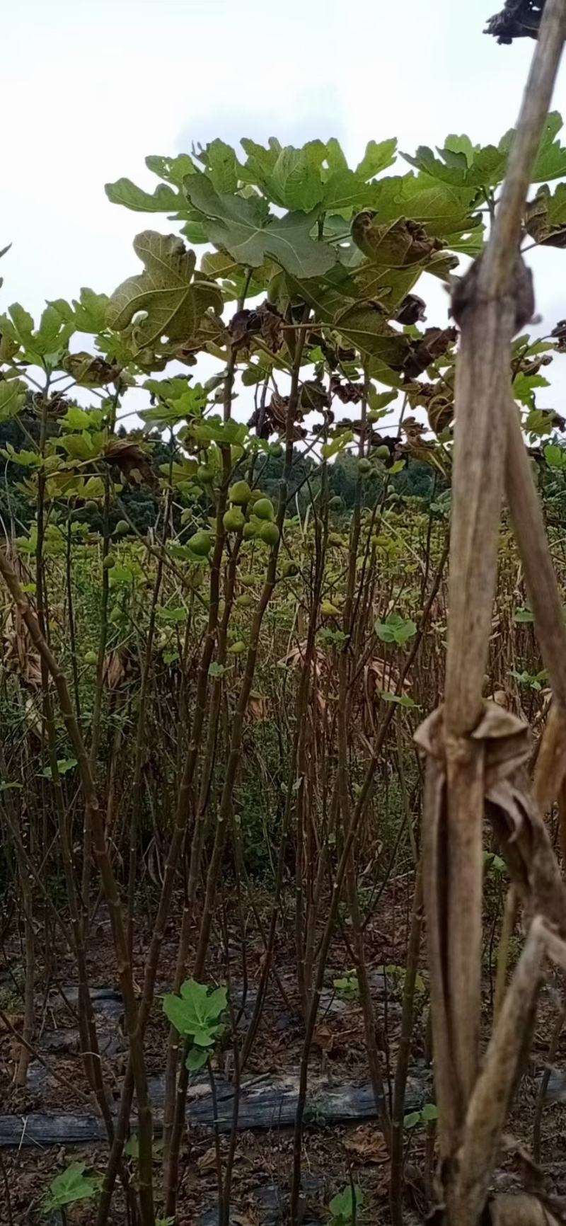 无花果苗，一手货源，品种纯正营养丰富，丰产性强，强力推荐