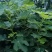 无花果苗，一手货源，品种纯正营养丰富，丰产性强，强力推荐