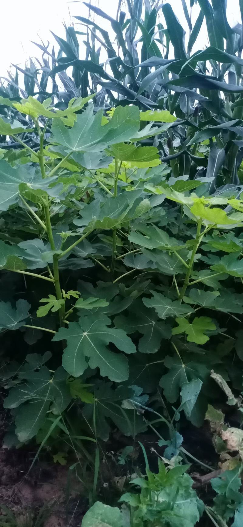 无花果苗，一手货源，品种纯正营养丰富，丰产性强，强力推荐