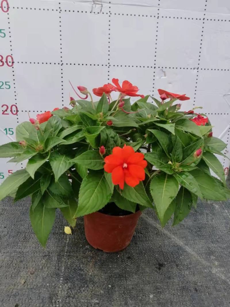 凤仙花基地直供140#一箱25盆装可单色可混色装