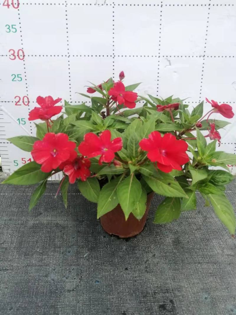 凤仙花基地直供140#一箱25盆装可单色可混色装
