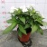 凤仙花基地直供140#一箱25盆装可单色可混色装