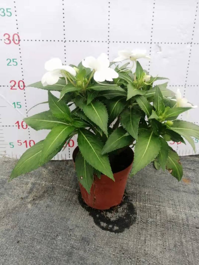 凤仙花基地直供140#一箱25盆装可单色可混色装
