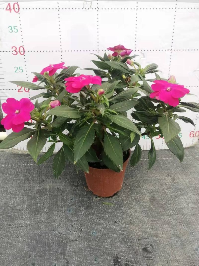 凤仙花基地直供140#一箱25盆装可单色可混色装