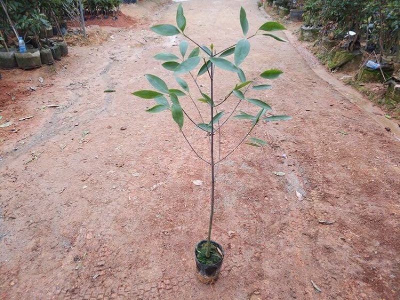 山竹树苗嫁接苗岭南山竹黄金山竹老檬树绿化树苗