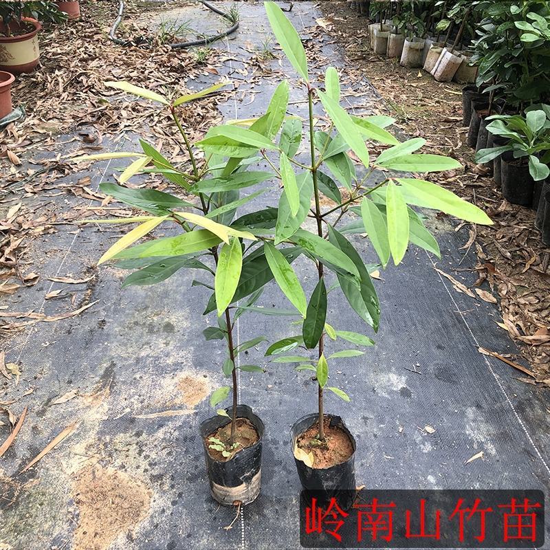 山竹树苗嫁接苗岭南山竹黄金山竹老檬树绿化树苗