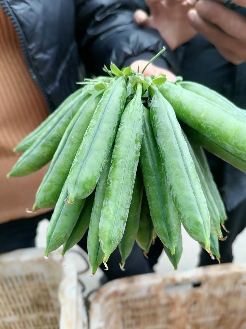 长寿仁豌豆