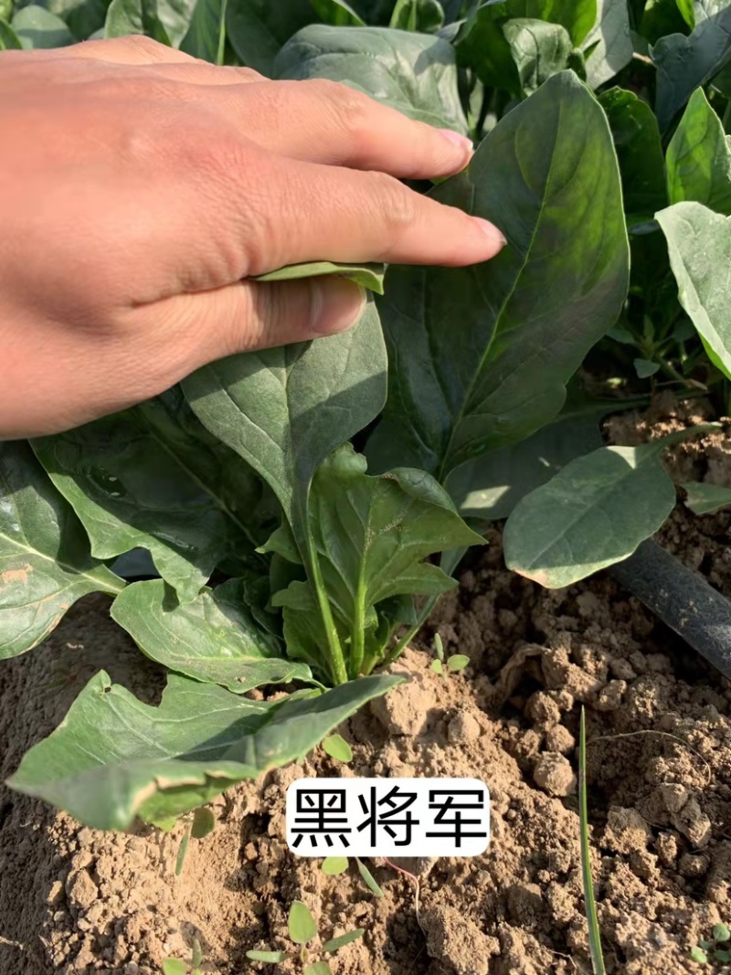 欧兰德黑将军一代杂交菠菜种子尖圆叶直立性好春秋冬蔬菜种子