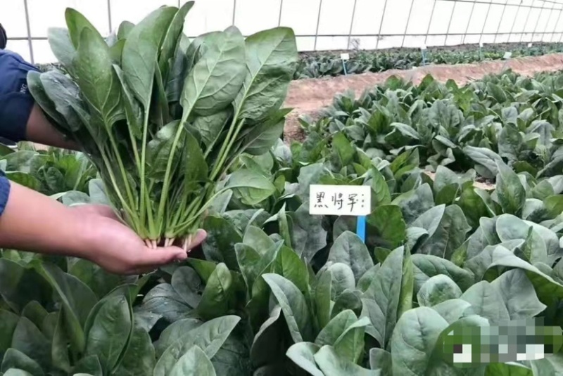 欧兰德黑将军一代杂交菠菜种子尖圆叶直立性好春秋冬蔬菜种子
