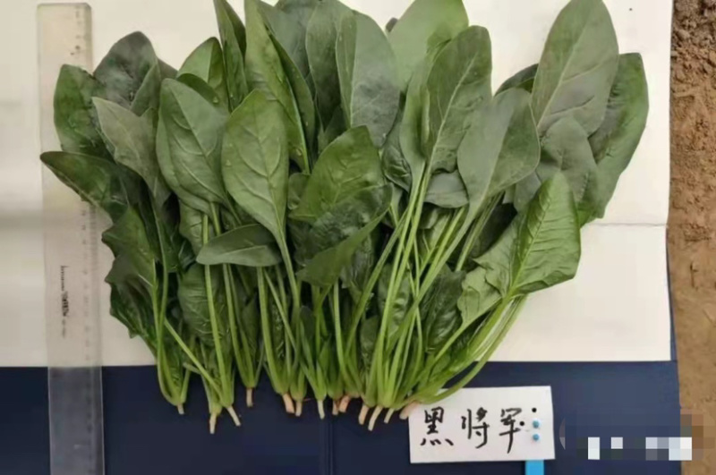 欧兰德黑将军一代杂交菠菜种子尖圆叶直立性好春秋冬蔬菜种子
