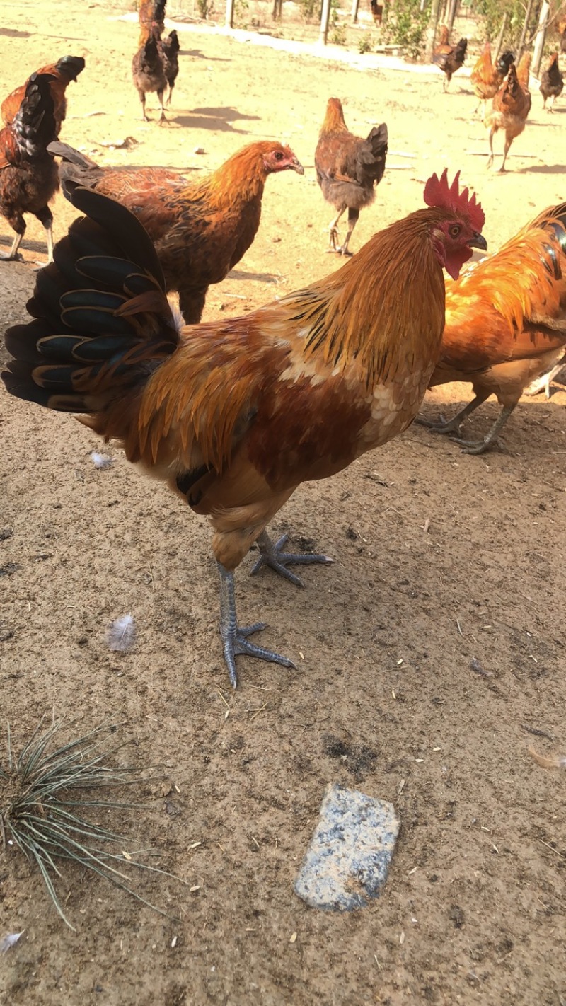 全散养土鸡，味道好预售开始