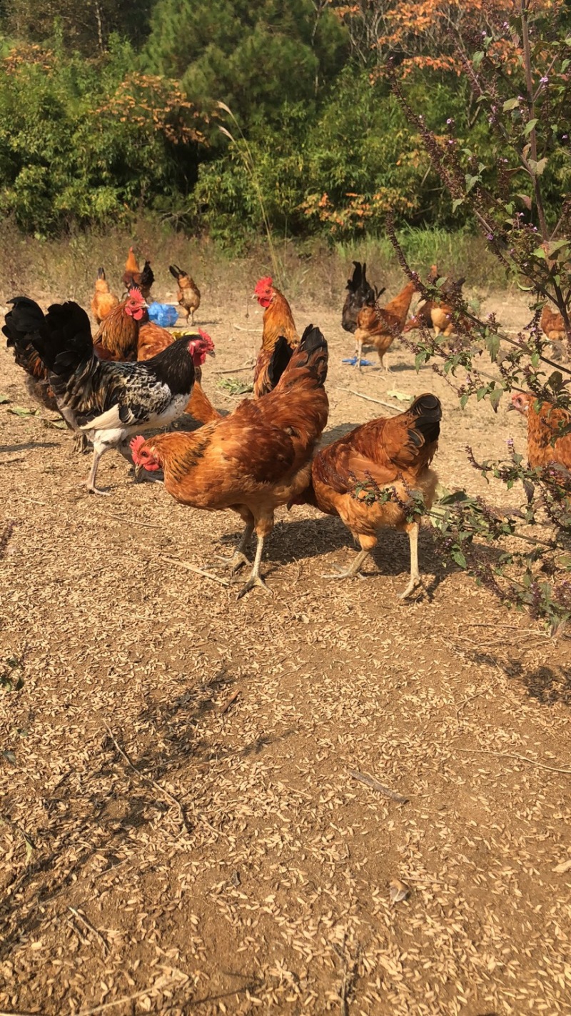 全散养土鸡，味道好预售开始