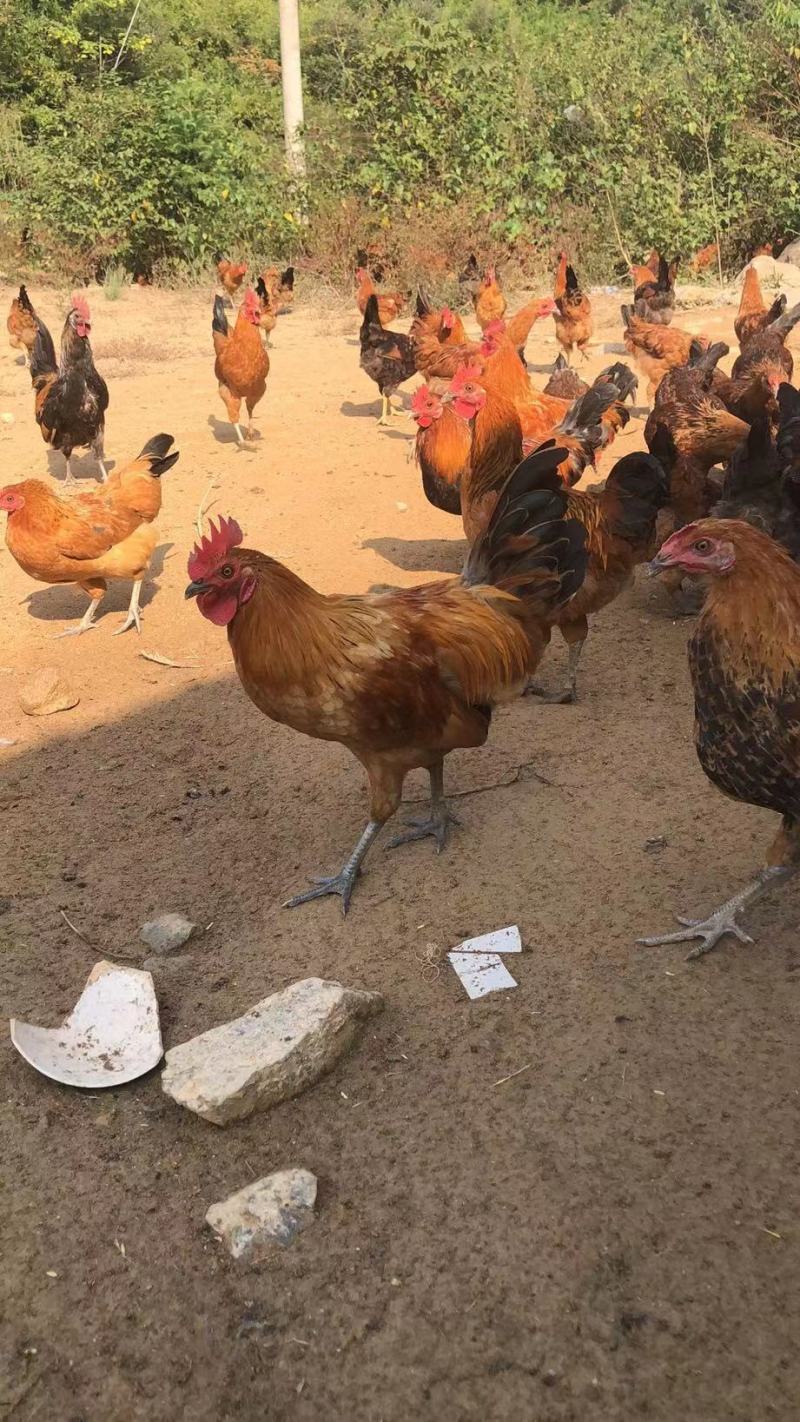 全散养土鸡，味道好预售开始