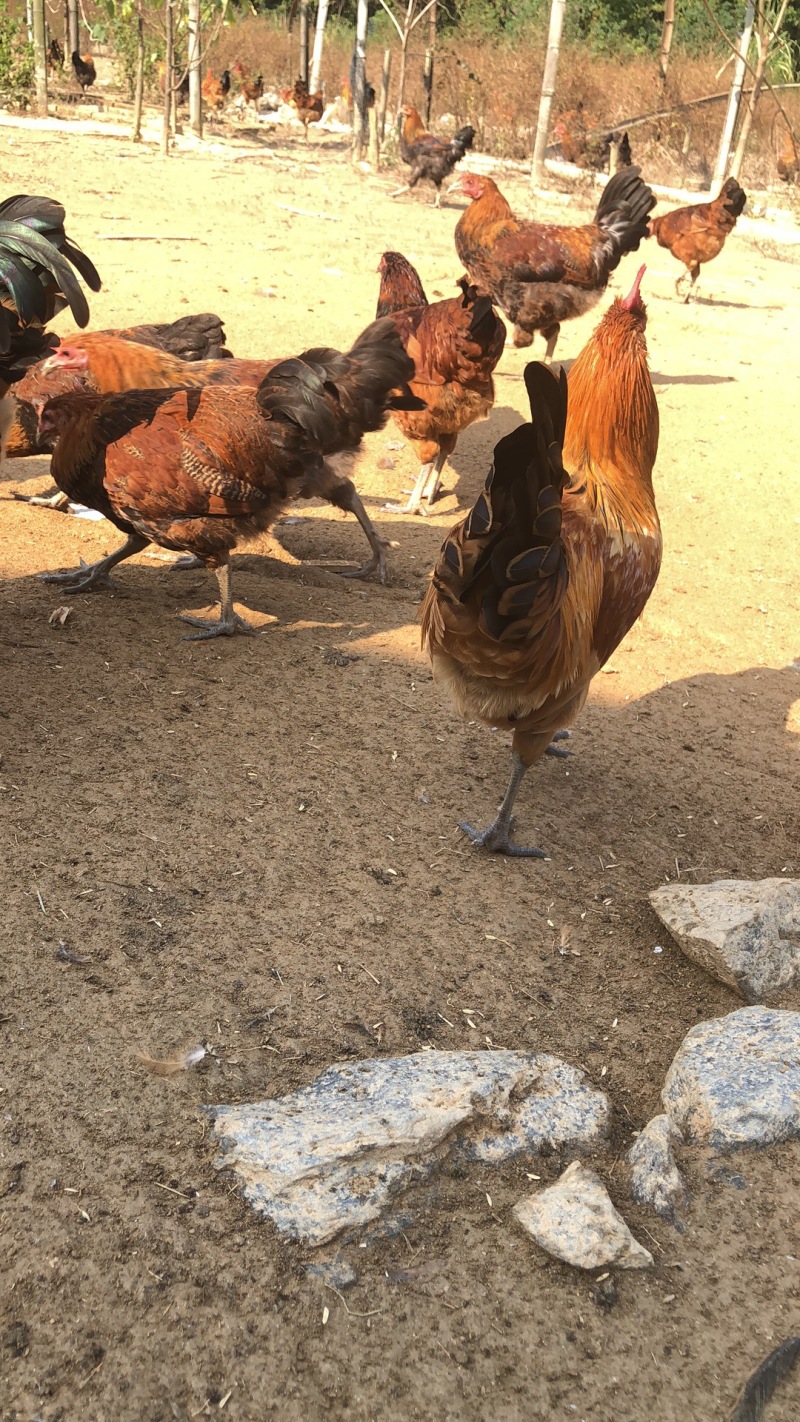 全散养土鸡，味道好预售开始