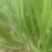 优质宽叶韭菜精品头道