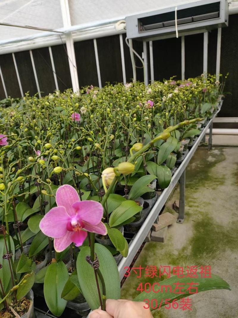 蝴蝶兰生产基地直供双梗2.8寸杯开花1～3朵A级