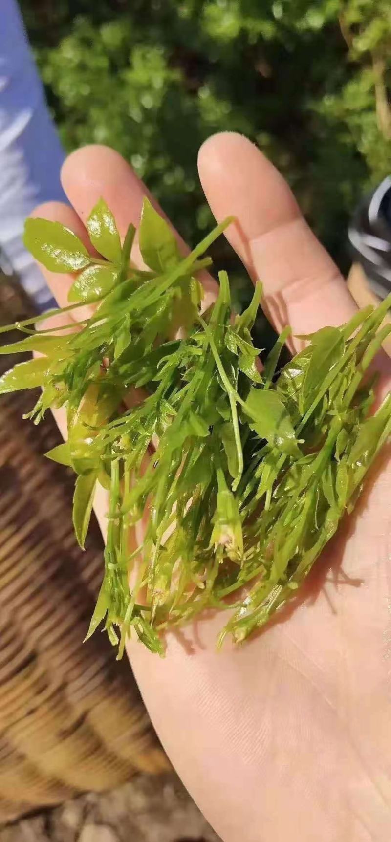 高山莓茶苗藤茶苗，采嫩芽做莓茶，栽苗绿化遮阳，现挖保湿